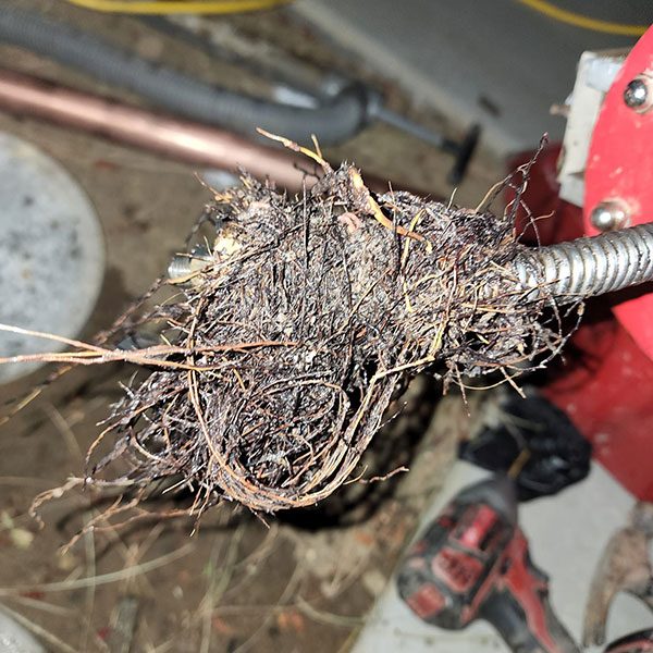 tree-roots
